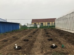 宿迁晋中市农业农村局成功引进青松郡苹果试种