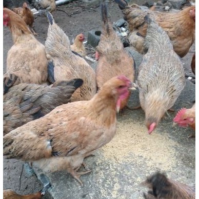 [供]喝泉水，吃杂粮食。肉质鲜美。