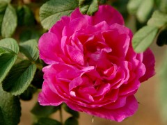 平阴玫瑰 - 济南特产