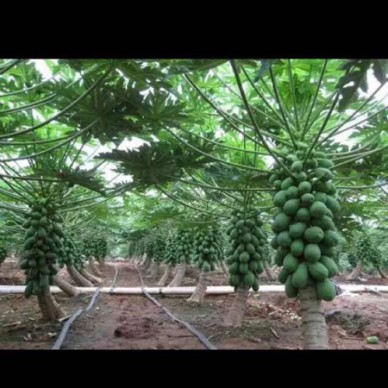 [供]品种有，大白，中白，大青