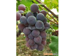 根明葡萄苗种植基地(图)-金华葡萄苗质量哪家好-金华葡萄苗