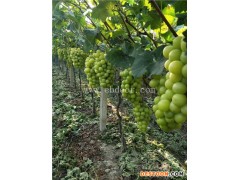 甬优一号葡萄苗-根明葡萄苗种植基地-甬优一号葡萄苗价格