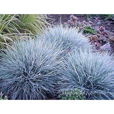 蓝羊茅行情+蓝羊茅批发+蓝羊茅哪里卖+禹阳