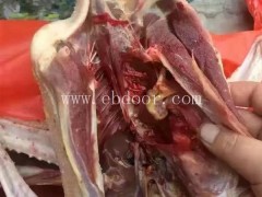 野外放养肉用大雁多少钱一斤-达信大雁养殖场品种全