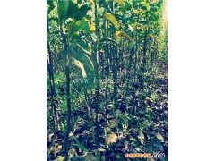 根明葡萄苗基地(图)-3公分梨树苗-梨树苗