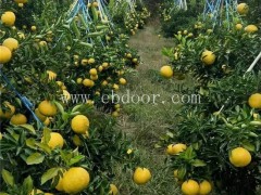 春香柑橘苗批发-春香柑橘苗-果源农业—惠民价格