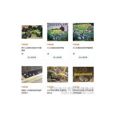 韶山放养杂交兔杂交野兔养殖场批发价低