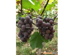 红玫瑰葡萄苗哪里买-根明葡萄专业合作社(推荐商家)