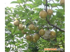 梨树苗-根明葡萄苗销售全国-梨树苗基地