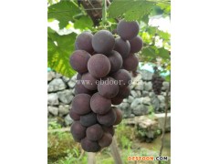 美人指葡萄苗去哪买-江苏美人指葡萄苗-根明葡萄苗批发出售