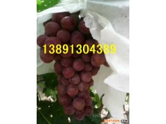 红提葡萄基地-陕西万亩红提葡萄产地批发价格
