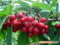 根明葡萄苗种植基地(图)-山东樱桃树苗-樱桃树苗