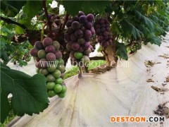 根明葡萄苗(图)-金华葡萄苗价格-金华葡萄苗