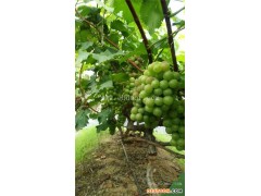 浙江葡萄苗去哪里面-根明葡萄专业合作社(推荐商家)