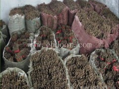 大棚金蝉的养殖电话-亿鸣金蝉(在线咨询)-淮南金蝉的养殖电话