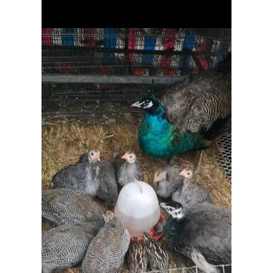 [供]天台山跑山鸡，土鸡蛋 土鸡 乌骨鸡 孔雀，珍珠鸡，