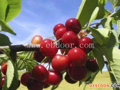 樱桃苗批发价格-樱桃苗-果源农业—品种多