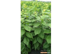 根明葡萄苗(图)-樱桃树苗报价-樱桃树苗