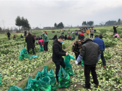 什邡职业农民无私捐赠农产品助力湖北武汉打赢疫情阻击战