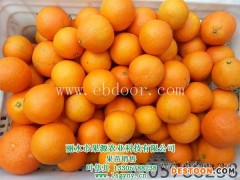 果源农业—口碑好(图)-红美人柑橘苗批发-红美人柑橘苗