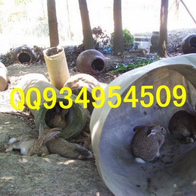 延安特种养殖动物有哪些供应