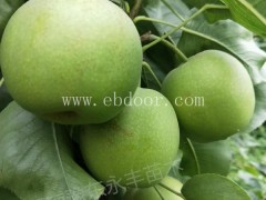 2年苗苏翠1号梨批发价格源头好货