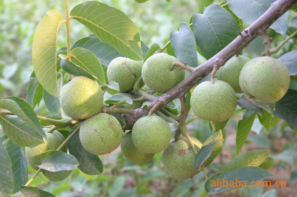 供应早实核桃种子