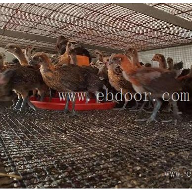 昆明本地土鸡苗-昆明本地土鸡苗批发市场-鸿林农业(诚信商家)