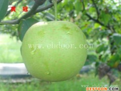 随州梨树苗-出售梨树苗-湖北果茶所(推荐商家)
