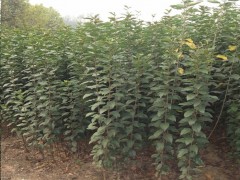 山东现代农业科技有限公司  蛇果苹果苗零售   蛇果苹果苗种苗有保障