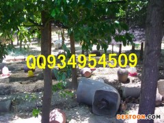 商洛农村特种养殖销售