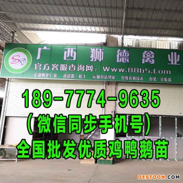 周口鹅苗孵化基地 旱鸭苗行情 无棣绿壳鸡蛋鸡苗