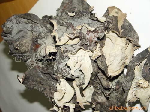 供应毛木耳 木耳 食用菌 餐馆菜肴 酒店配送 黑木耳