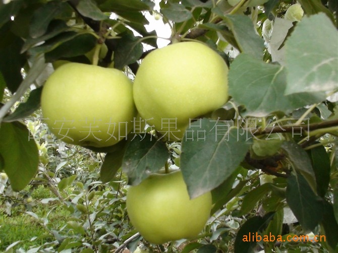 青苹果-酸甜可口 表面光滑 耐储藏