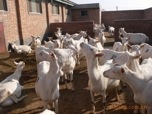 肉羊 肉用羊 屠宰肉羊 肉羊养殖场