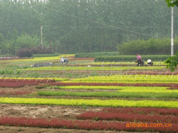 供应各种绿化苗木，花卉盆景，各种草坪，草籽等