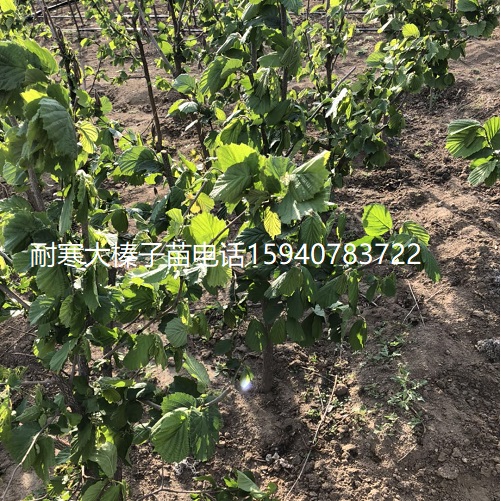 泰安高产大榛子辽宁榛子诚信商家