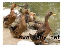 供应麻鸭苗 大种番鸭苗  连成白鸭苗价格