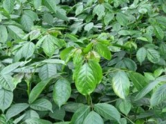 桂花宣城桂花苗烤肉