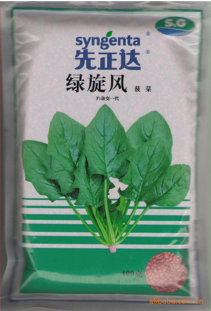 进口菠菜绿旋风种子先正达