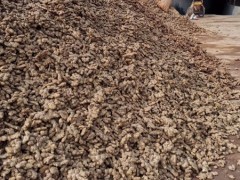 [供]四川深山老姜出产基地