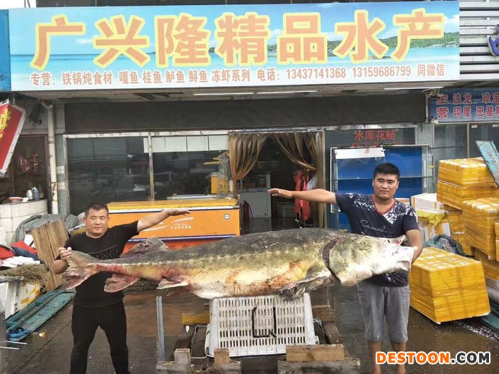 郑州四海美来鲟鳇鱼鲟鱼物美价廉值得选择