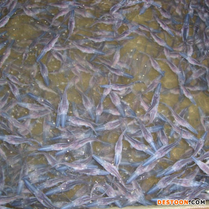 遵义匙吻鲟鱼苗【明辉水产】