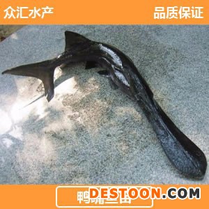 【低价大量供应】美国鸭嘴鱼苗 鸭嘴鲟鱼苗 匙吻鲟鱼苗 鲟鱼苗 6-8厘米 众汇水产广州鱼苗批发专家