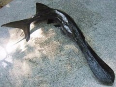 【低价大量供应】美国鸭嘴鱼苗 鸭嘴鲟鱼苗 匙吻鲟鱼苗 鲟鱼苗 6-8厘米 众汇水产广州鱼苗批发专家