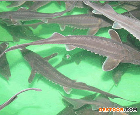 北京新科水产鲜活水产品直销 淡水鲟鱼苗批发 中华鲟鱼鱼苗价格 鲟鱼苗出售 北京鲟鱼苗批发价格