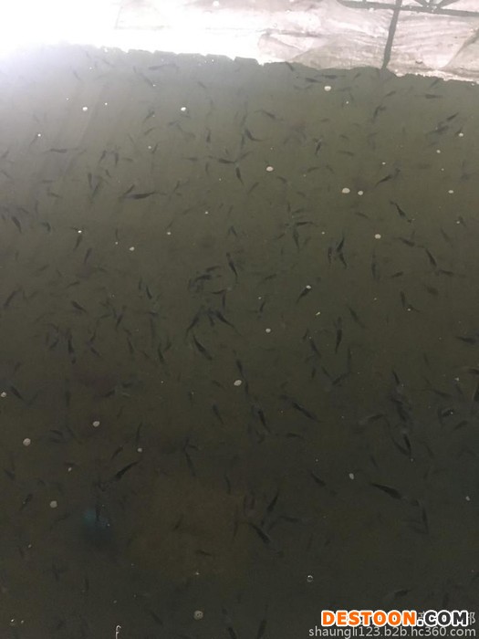 兴科水产 批发出售鸭嘴鲟鱼苗鸭嘴鲟鱼苗批发四川鸭嘴鲟匙吻鲟鱼苗