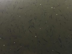 兴科水产 批发出售鸭嘴鲟鱼苗鸭嘴鲟鱼苗批发四川鸭嘴鲟匙吻鲟鱼苗