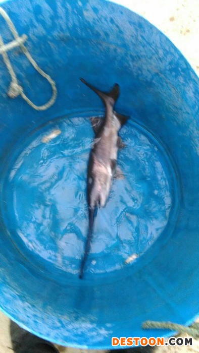 鸭嘴鲟鱼苗中华鲟鱼苗杂交鲟鱼苗大量批发出售 匙吻鲟鱼苗