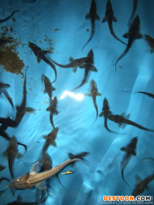 鲟鱼苗出售鸭嘴鲟鱼苗中华鲟鱼苗杂交鲟鱼苗大量批发出售